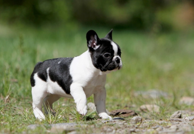 french bulldog training tips