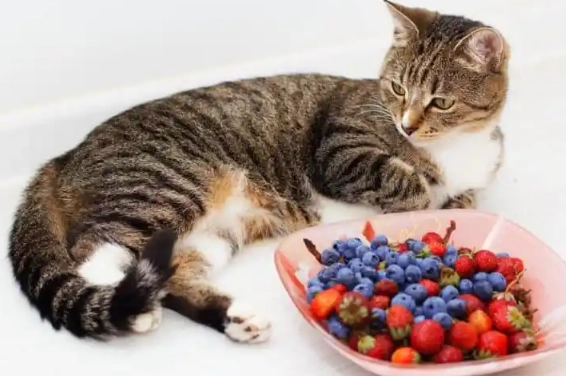how to feed blueberries to cats