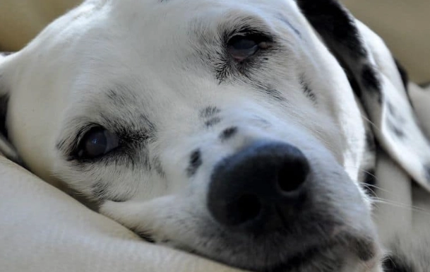 Bloody Stool in Dogs: Causes, Emergency Signs & What to Do