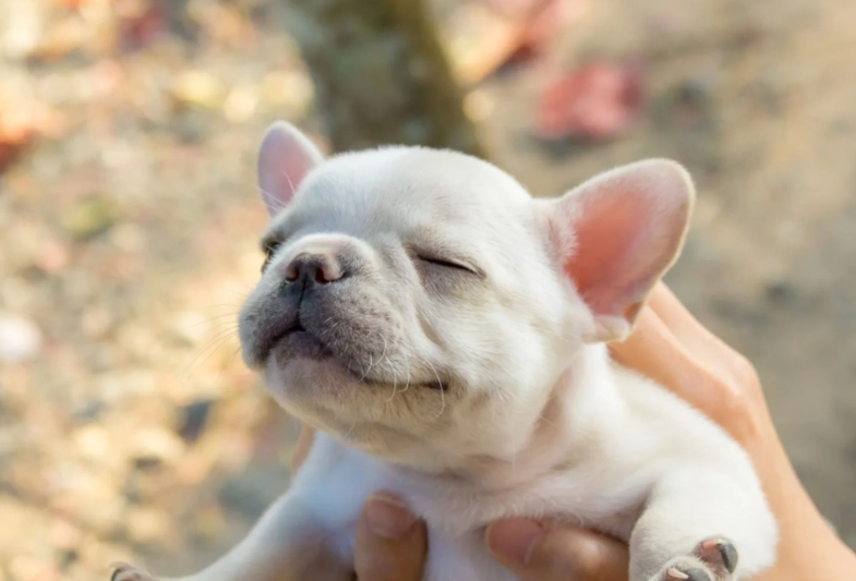 french bulldog health problems