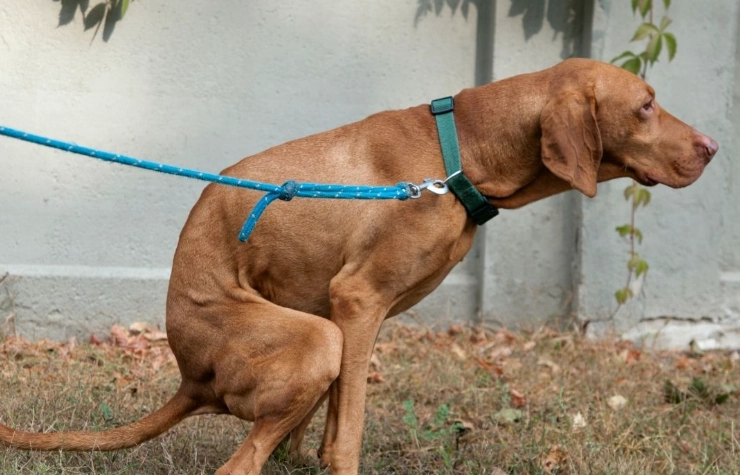 hemorrhagic gastroenteritis in dogs