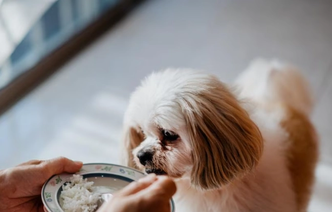 Can Dogs Eat Rice? Safety, Benefits, and Feeding Guide