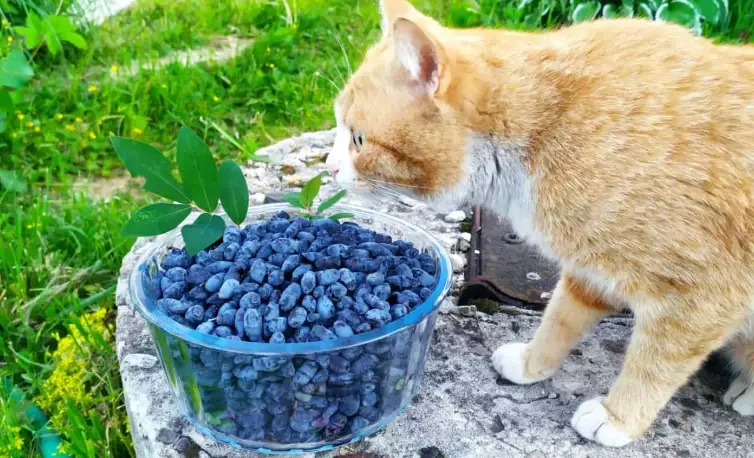 are blueberries safe for cats