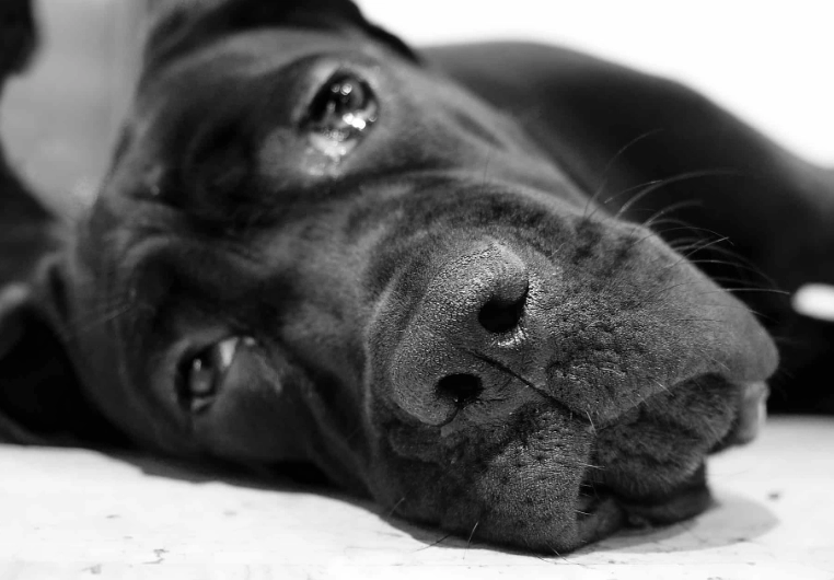 blood in dog stool causes