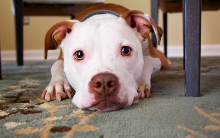 is blood in dog stool an emergency