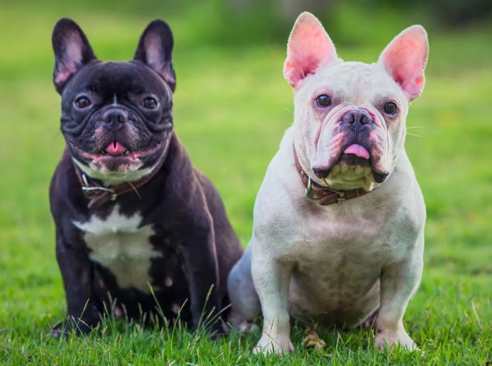 French Bulldog Care: Essential Health, Training, and Ownership Tips