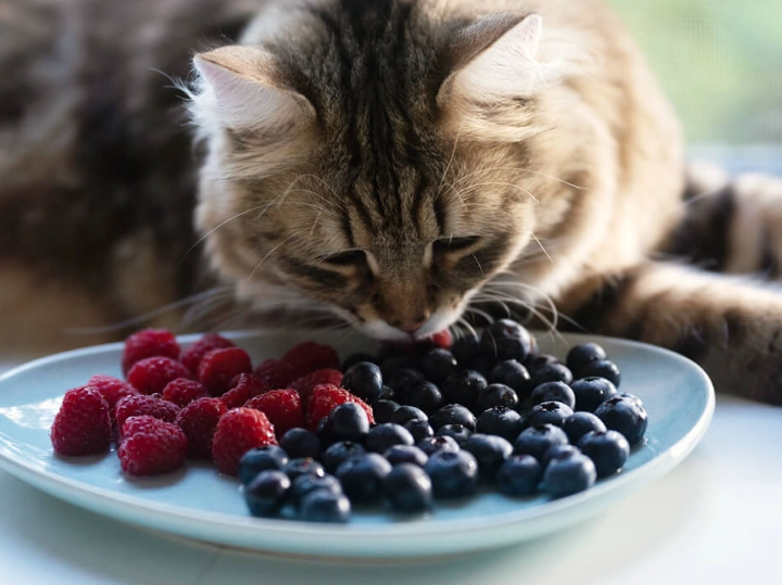how to feed blueberries to cats