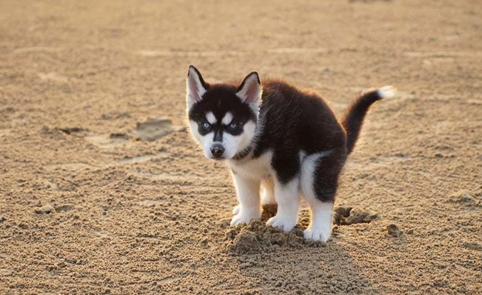 is blood in dog stool an emergency