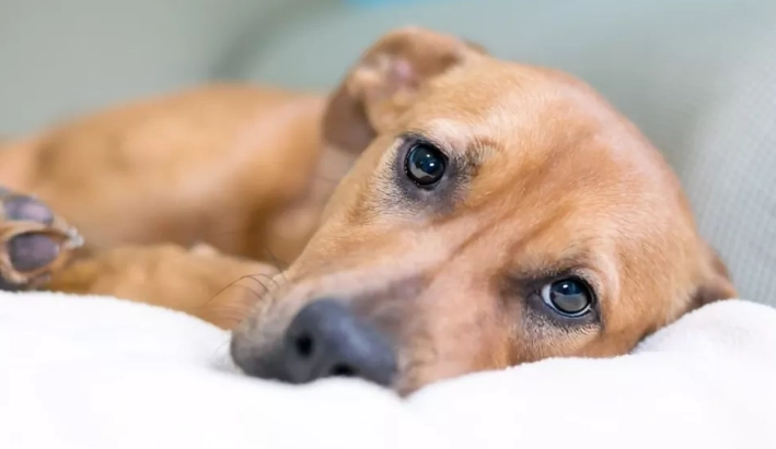 safe painkillers for dogs