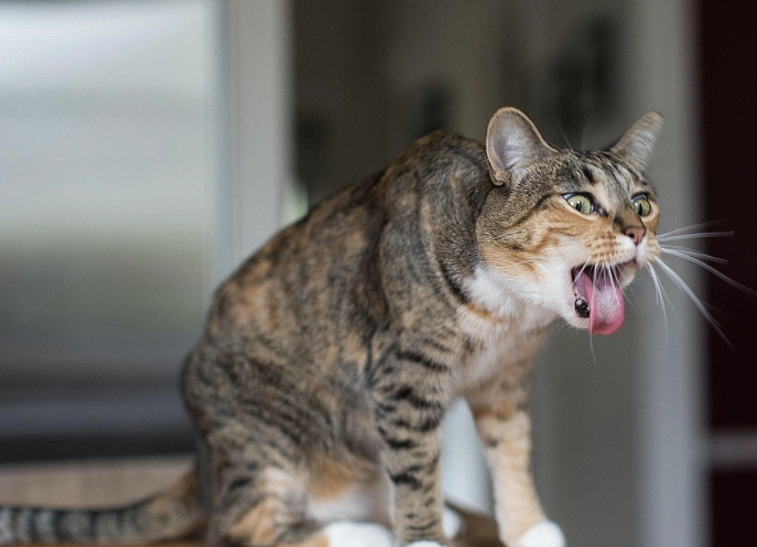 cat throwing up treatment