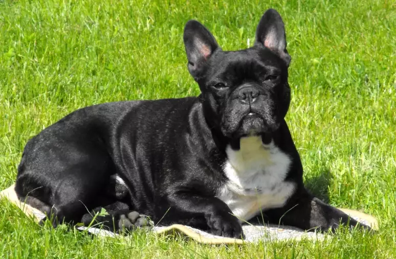 french bulldog training tips