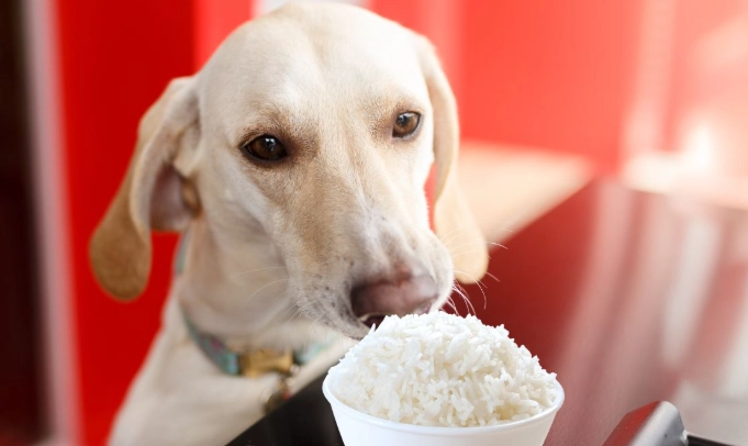 rice for dogs
