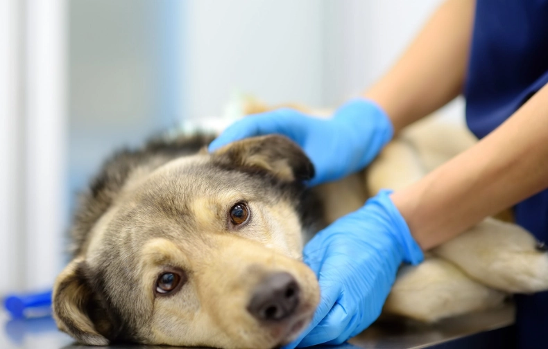 can i give my dog aspirin