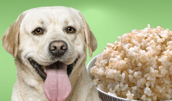 feeding rice to dogs