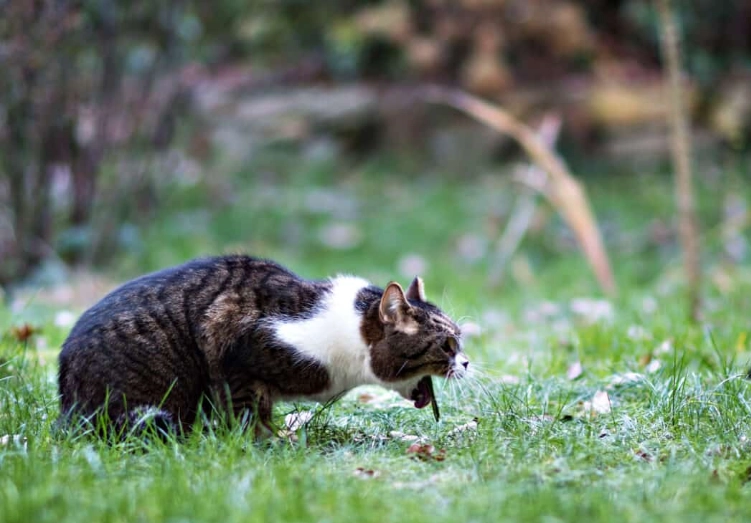 cat vomiting causes