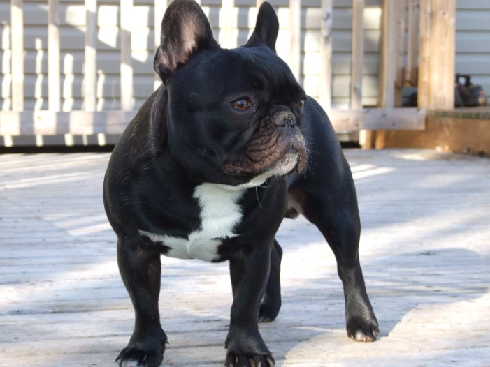french bulldog care