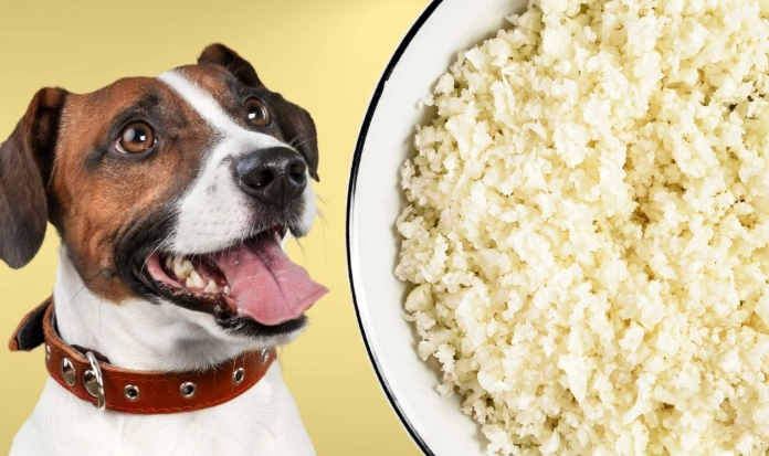 rice for dogs
