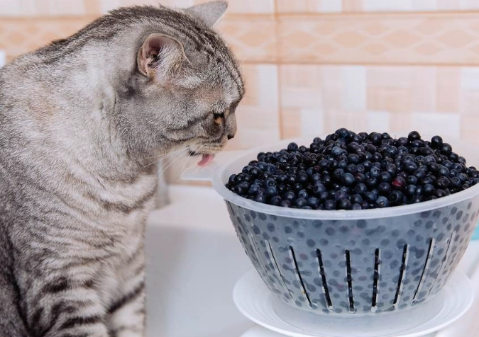 Can Cats Eat Blueberries? Safety, Benefits, and Feeding Guide