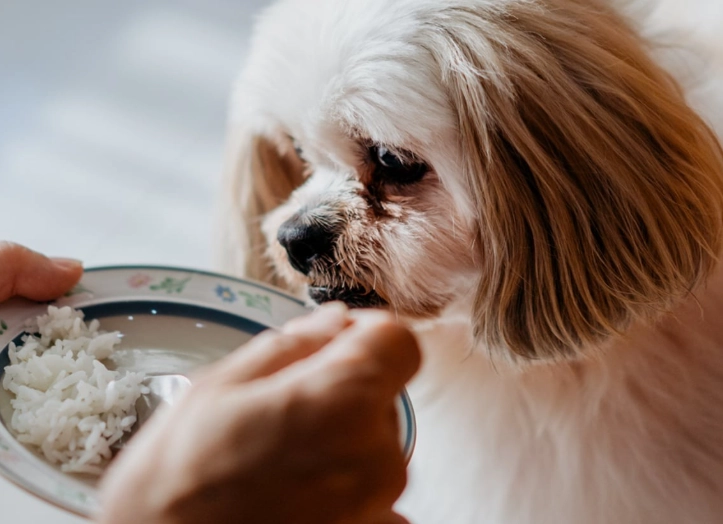 feeding rice to dogs