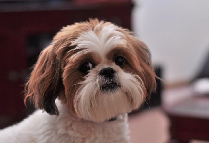 shih poo grooming
