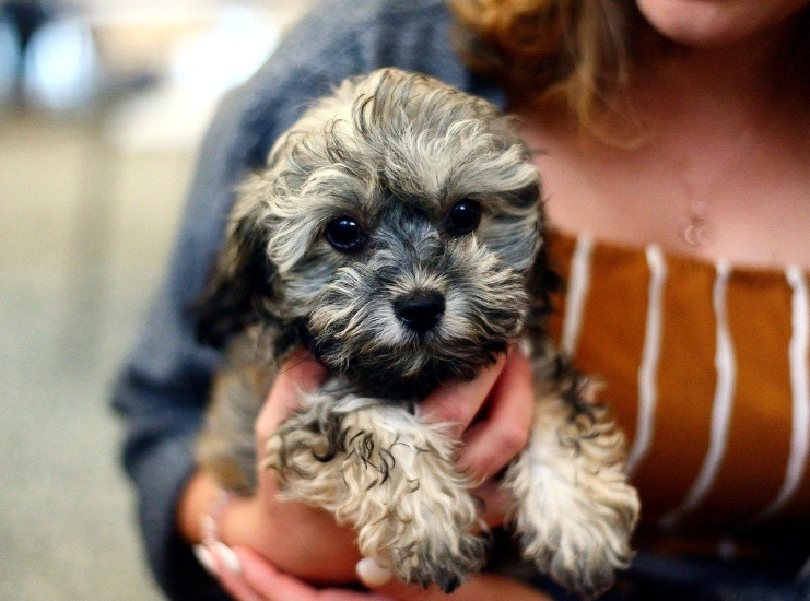 shih poo dog