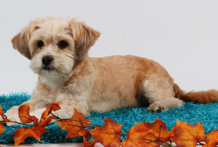 shih poo puppy