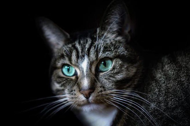 cat nocturnal behavior