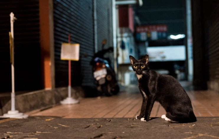 cats nighttime activity