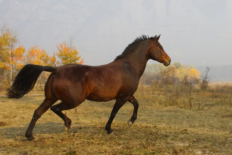 horse weight by breed