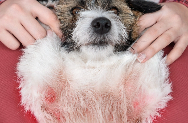 dog allergy relief at home