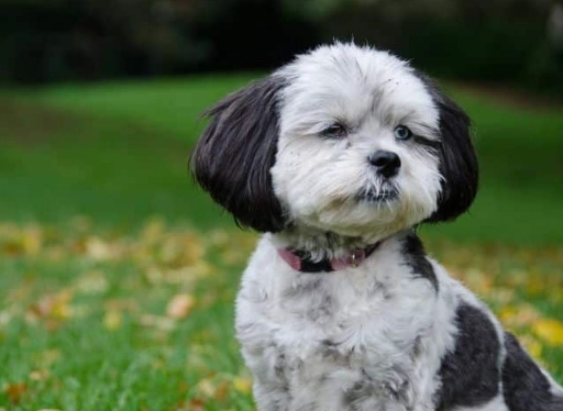 shih poo dog