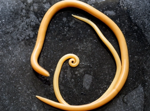 deworming schedule for kittens deworming schedule for kittens