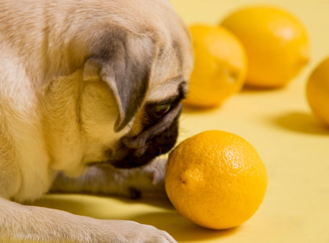are lemons bad for dogs