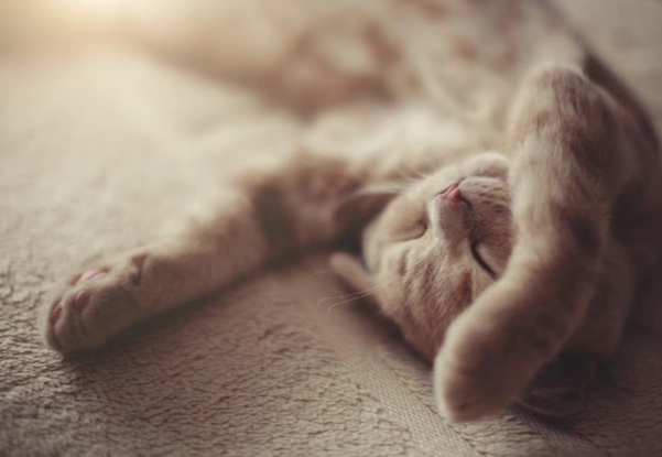 cat sleep meanings