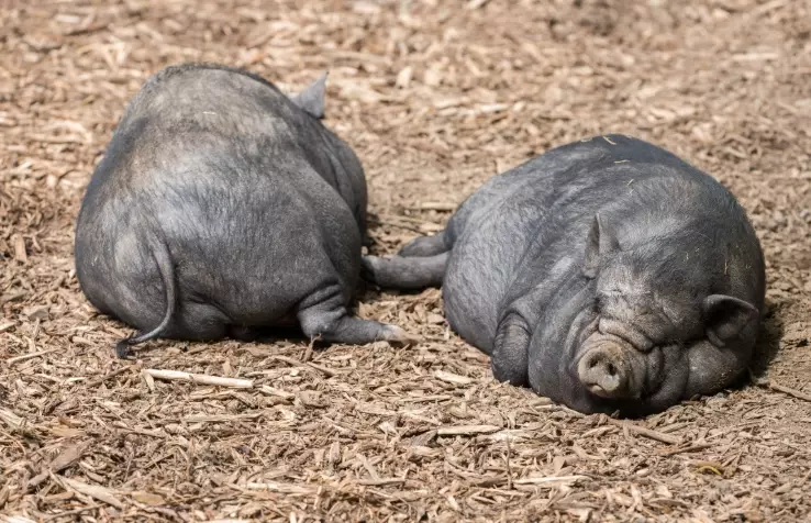 pot belly pig diet pot belly pig diet