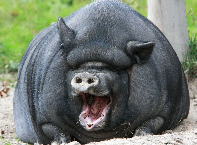 pot belly pig lifespan pot belly pig lifespan