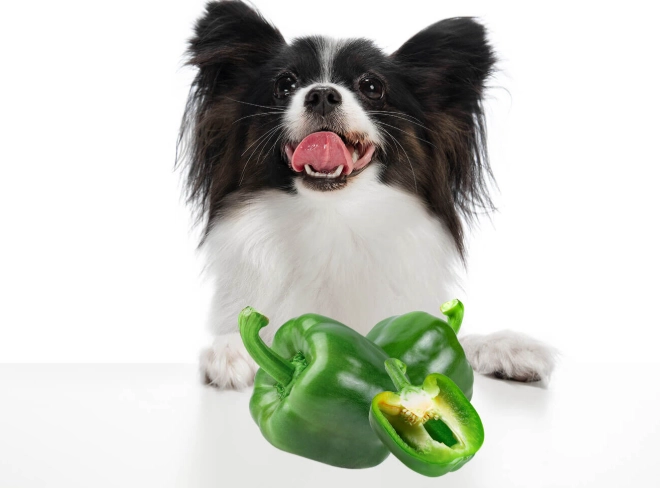 green peppers for dogs