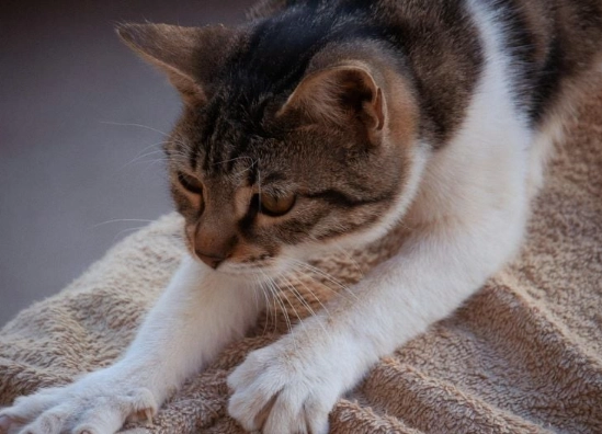 cat making biscuits meaning