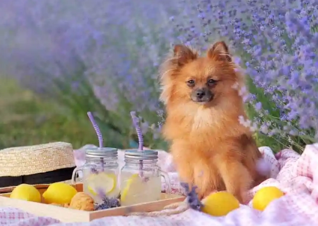 are lemons bad for dogs