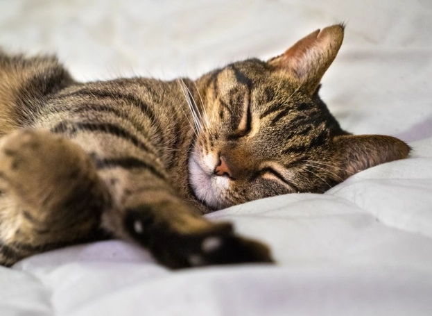 cat sleeping habits