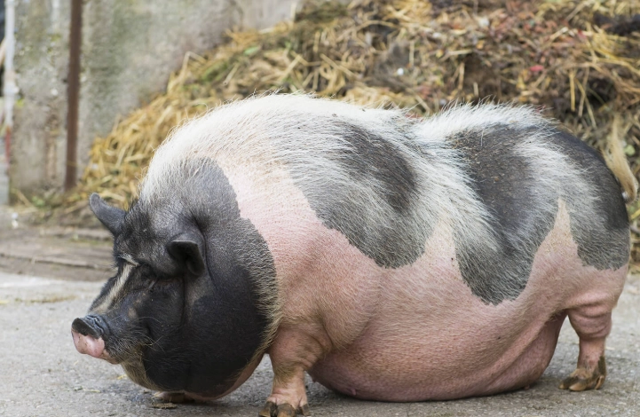 pot belly pig care pot belly pig care