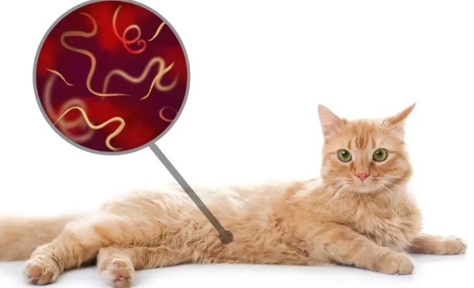 deworming schedule for kittens deworming schedule for kittens