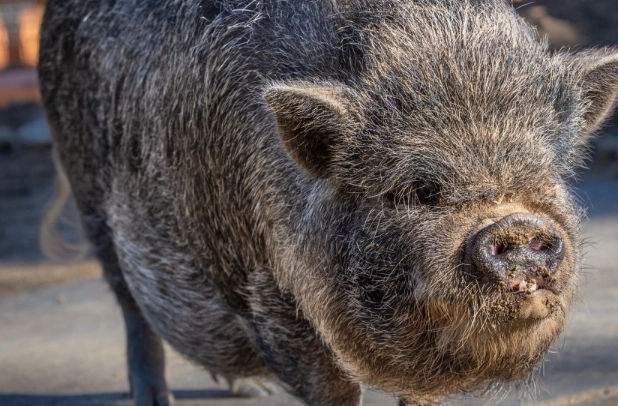 pot belly pig diet pot belly pig diet