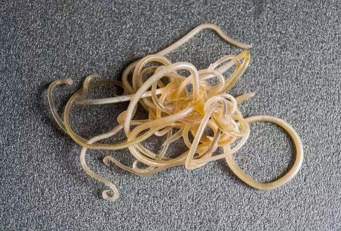 cat roundworm symptoms cat roundworm symptoms