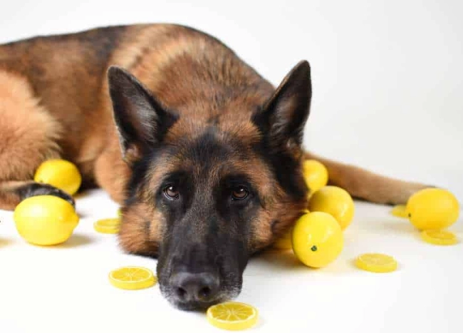 dog eating lemon
