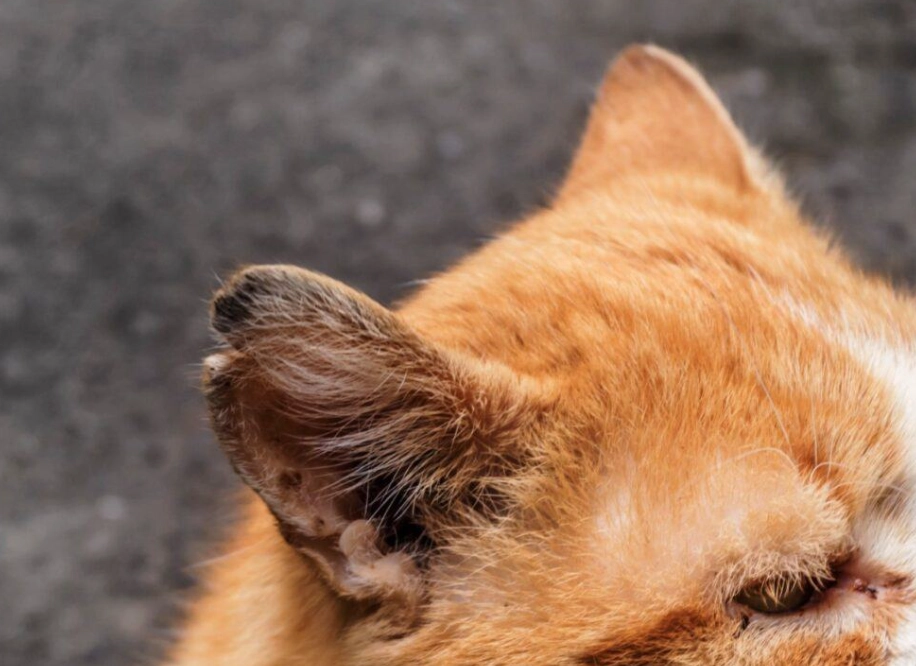 cat ear infection treatment