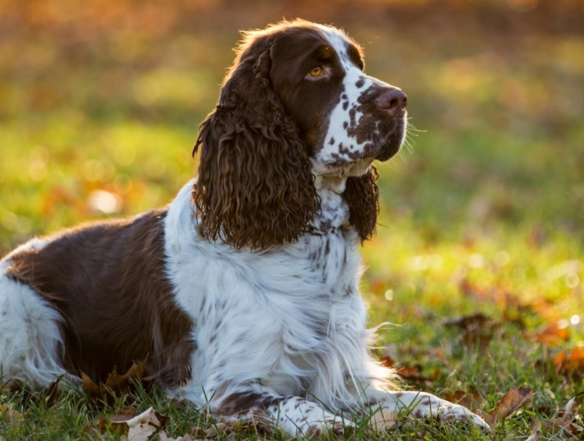 spaniel dog