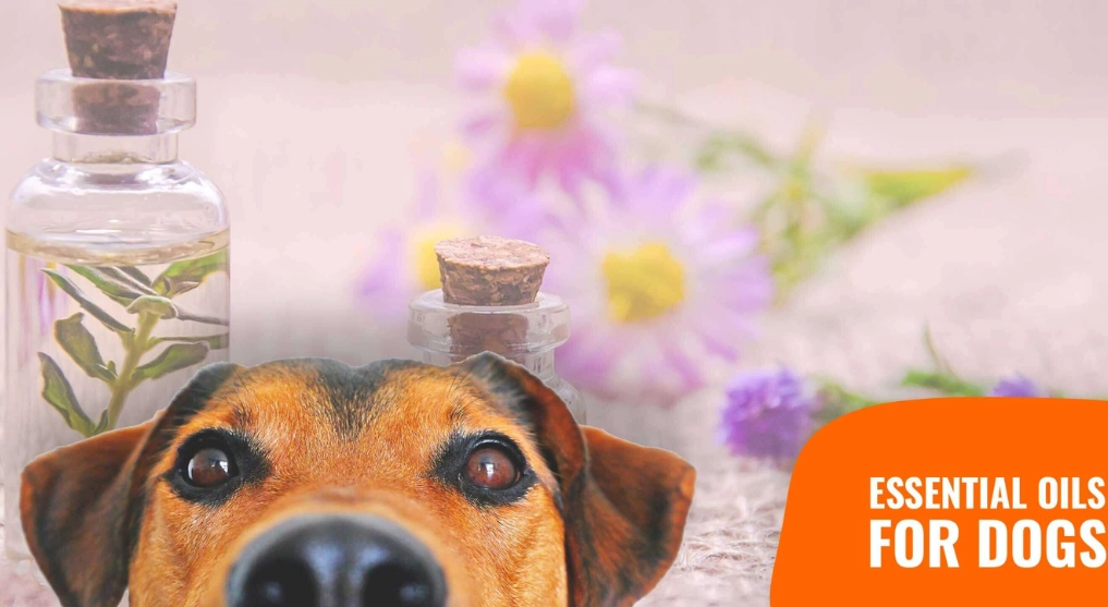 essential oil safety for dogs