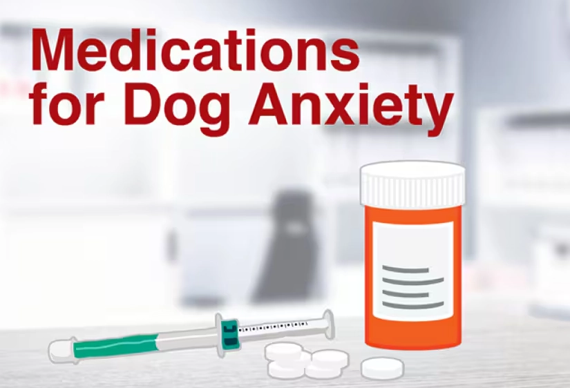dog anxiety treatment
