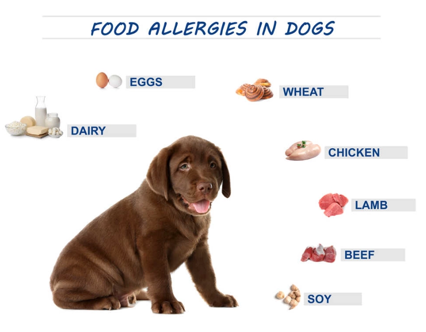 dog intolerance vs allergy